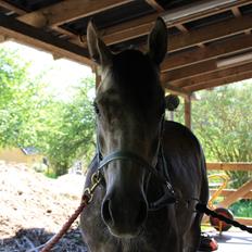 Anden særlig race Million Dollar Baby