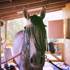 Anden særlig race Million Dollar Baby