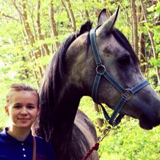 Anden særlig race Million Dollar Baby