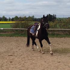 Barockpinto Picasso SOLGT