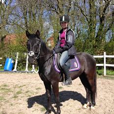 Welsh Partbred (Sec F) Laibeks Fulton