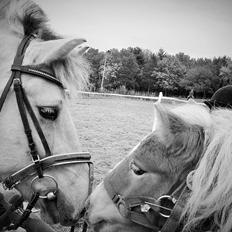 Shetlænder Flicka