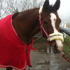 Arabisk fuldblod (OX) Ghana VSR