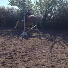 Haflinger fiona(Ulstrup efterskole)