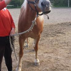Haflinger fiona(Ulstrup efterskole)