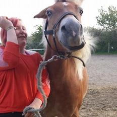 Haflinger fiona(Ulstrup efterskole)