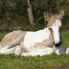 Irish Cob Hauge´s Jolene