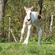 Irish Cob Hauge´s Jolene