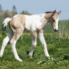 Irish Cob Hauge´s Jolene