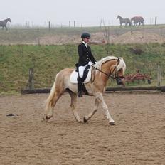 Tyroler Haflinger Amazone (Bailey)