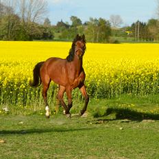 Dansk Varmblod Fiona By West