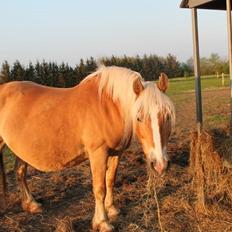 Haflinger Viola (Musse) givet væk