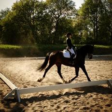 Dansk Varmblod Don Diego af Lilleris