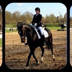 Dansk Varmblod Don Diego af Lilleris