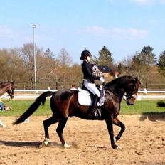 Dansk Varmblod Don Diego af Lilleris