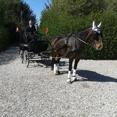 Anden særlig race Musse