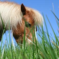 Shetlænder Lynet McQueen