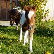 Shetlænder Piilgaardens Mister Mikado Memory