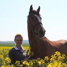 Dansk Varmblod Storbank's Darling