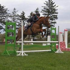 Anden særlig race Platino