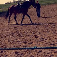 Dansk Varmblod Don Z