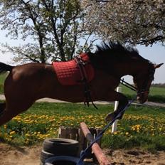 Dansk Varmblod Don Z