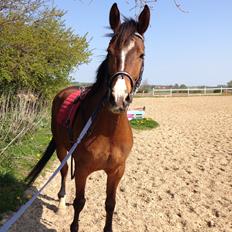 Dansk Varmblod Don Z