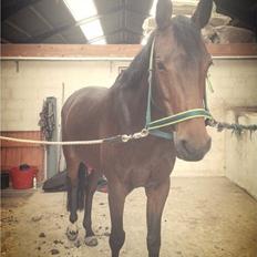 Holstener Aloa Lyngriis