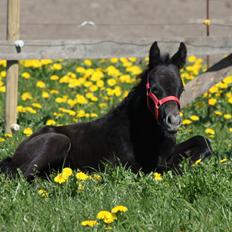 Trakehner Bint-Al-Malika