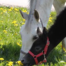 Trakehner Bint-Al-Malika