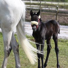 Trakehner Bint-Al-Malika