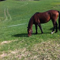 Anden særlig race Darling 