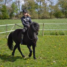 Islænder Baldur (verdens bedste)