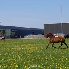 Arabisk fuldblod (OX) AG`S FadFlora
