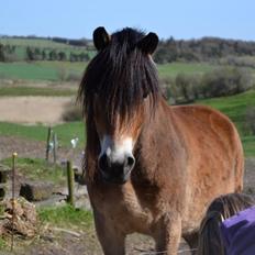 Nordsvensk Skovhest Helmi