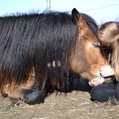 Nordsvensk Skovhest Helmi