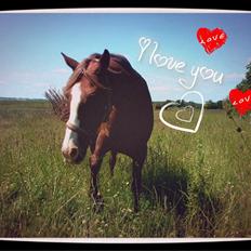 Anden særlig race Vestergårds La Foxy