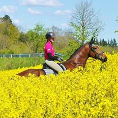Dansk Varmblod Møllegårdens De Niz