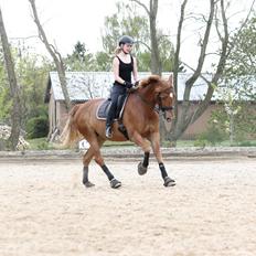 Pinto Svalegårdens Himalaya - Bimmer