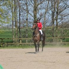 Dansk Varmblod STALD DIJE´COS  Gun Smoke