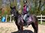 Welsh Partbred (Sec F) Laibeks Fulton