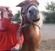 Haflinger fiona(Ulstrup efterskole)