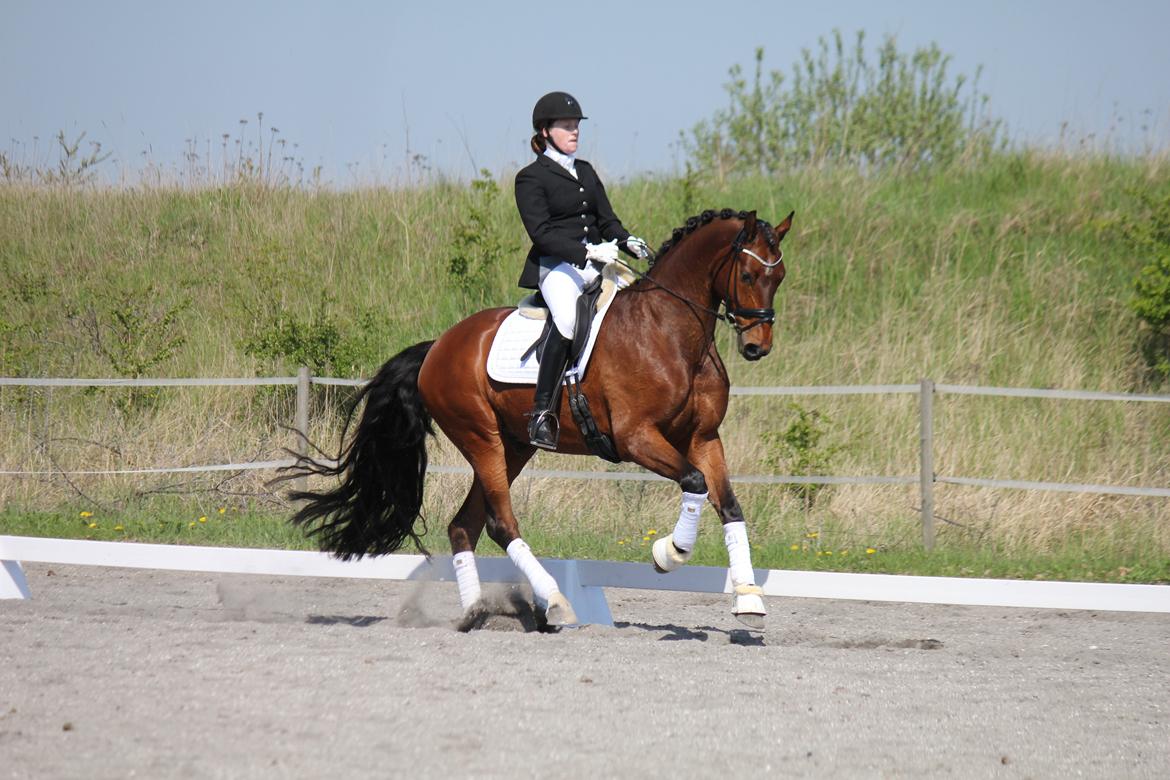 Finsk Varmblod Piece of Art billede 29