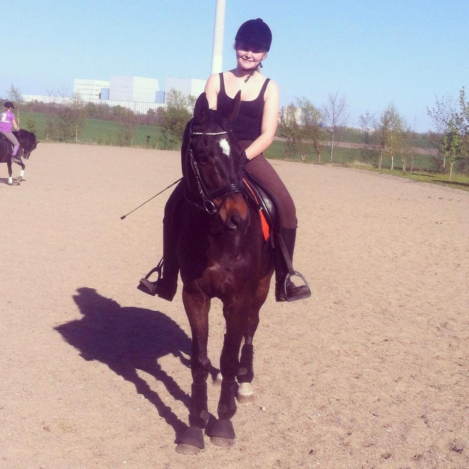 Dansk Varmblod Baunehøjens Samour billede 5