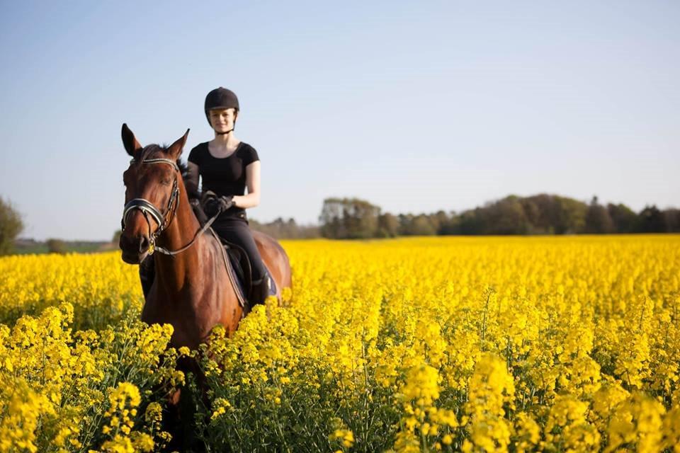 Dansk Varmblod Krogagers Cilla - Så sød <3. billede 10