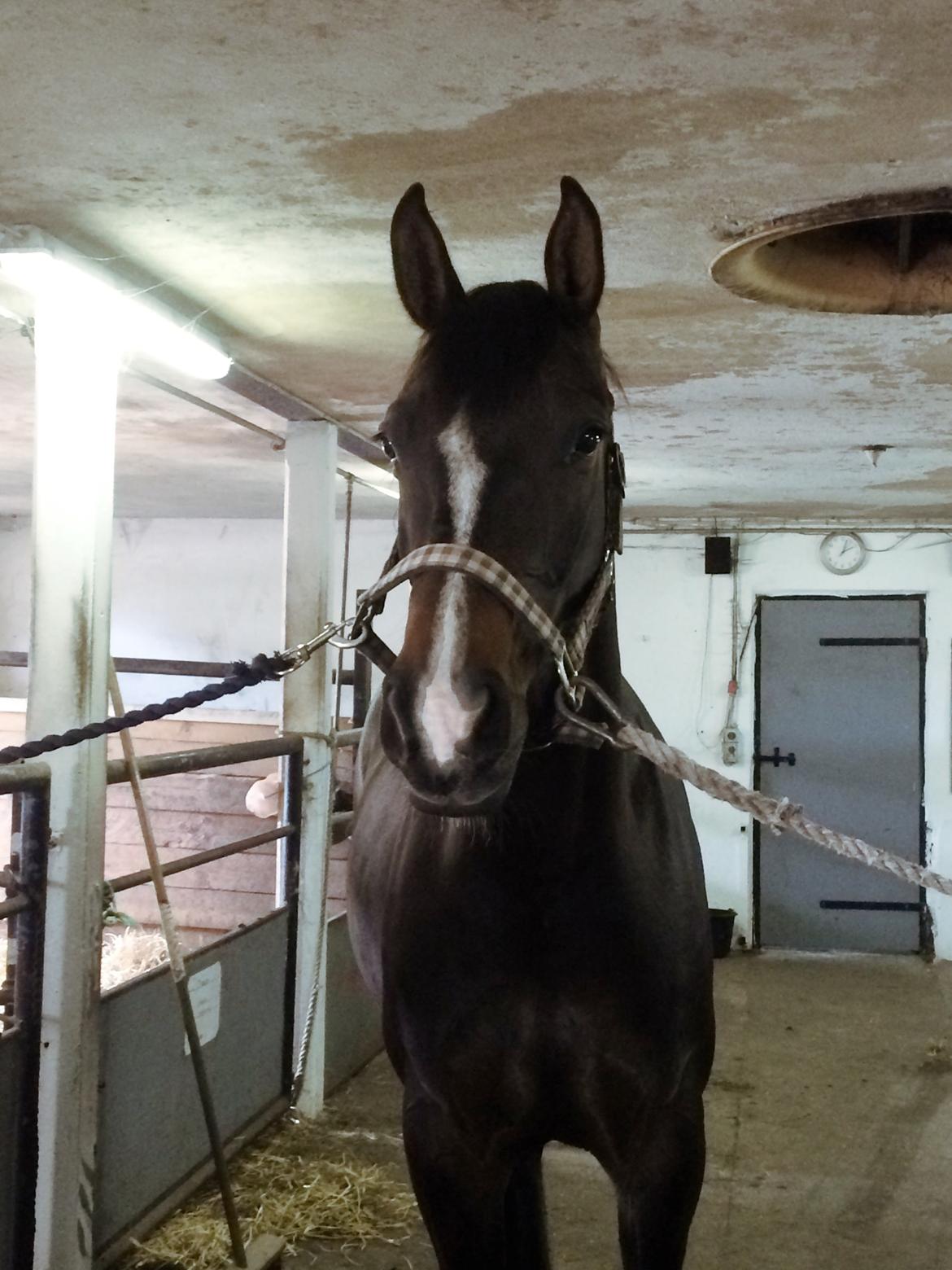 Dansk Varmblod / Sportspony   November Surprise - Novi venter pænt på staldgangen billede 7