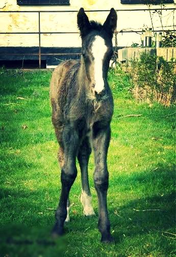 Anden særlig race Anomenens Gipzy Queen - Et billede af monses føl. Det var et smukt hingste føl som desværre blev aflivet pga. kraniebrud  billede 14