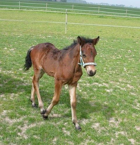 Connemara Egevangens Bailey billede 1