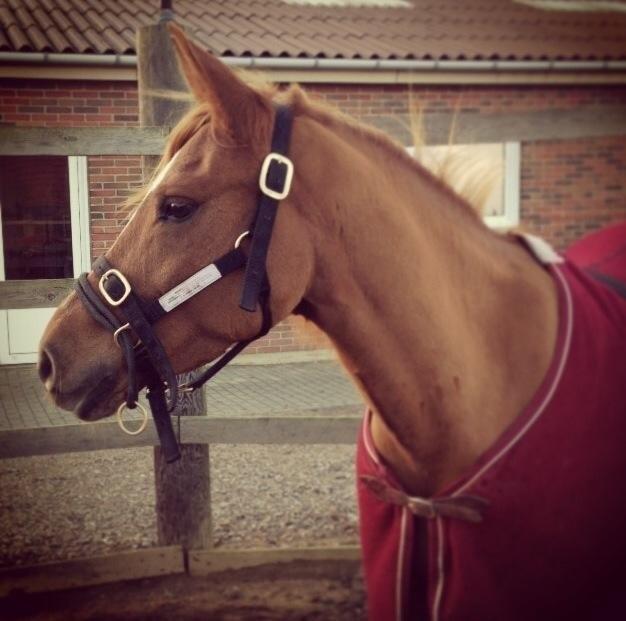 DSP Quien - Her har vi lavet lidt horsemanship udenfor! billede 1