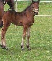 Connemara Egevangens Bailey billede 11